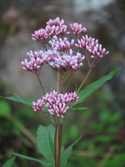 Eupatorium lindleyanum