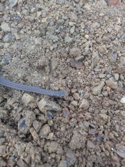 Tantilla melanocephala