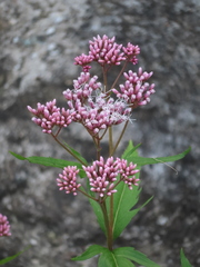 Eupatorium lindleyanum