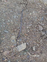 Tantilla melanocephala