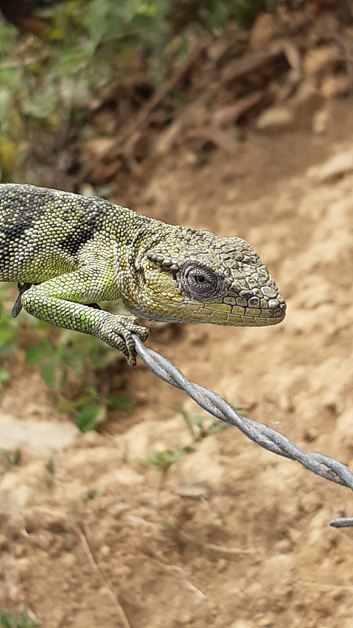 Polychrus image