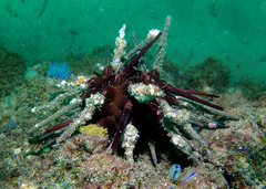 Phyllacanthus parvispinus