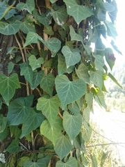 Hedera nepalensis