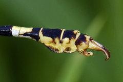 Paragomphus lineatus