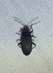 Melacoryphus rubicollis