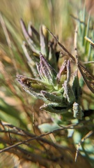 Chloropyron maritimum