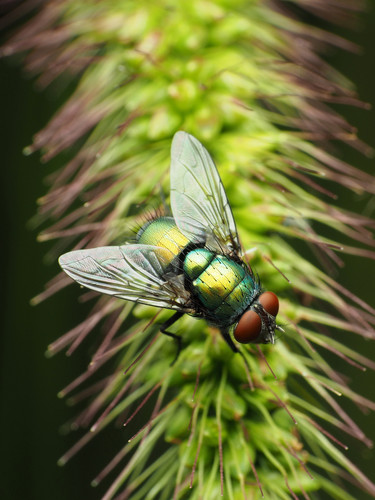 Common green bottle fly