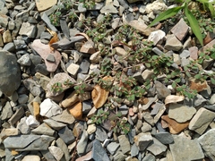 Euphorbia chamaesyce