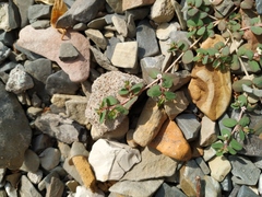 Euphorbia chamaesyce
