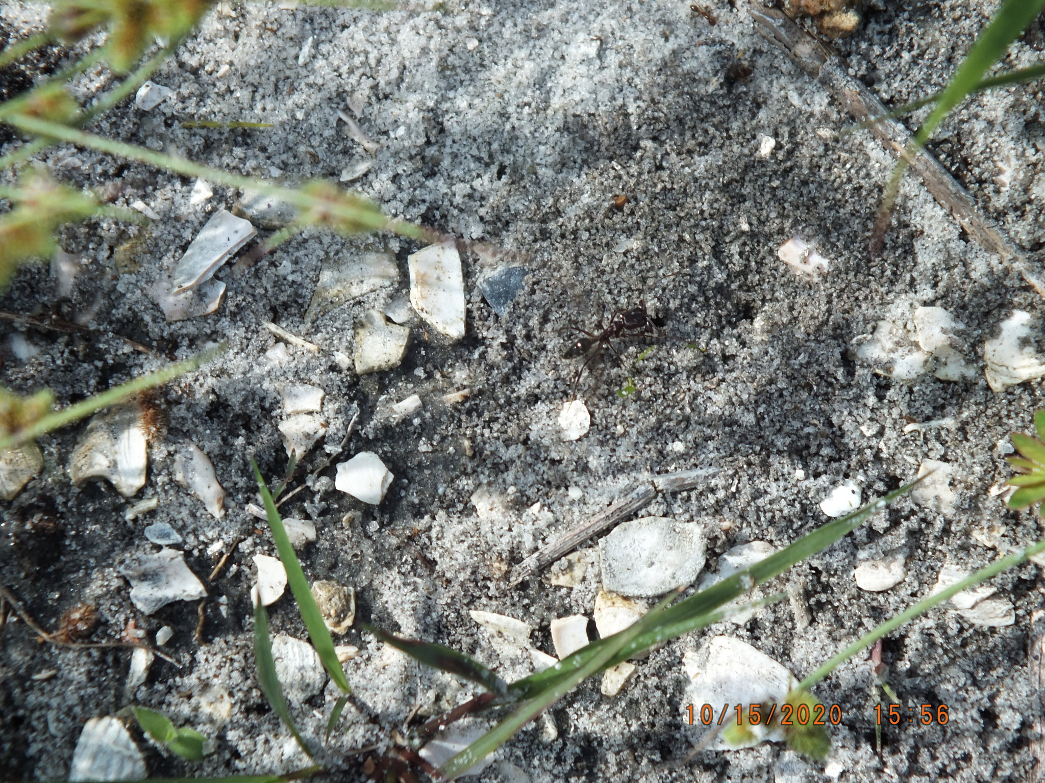 Odontomachus brunneus