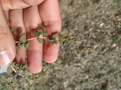 Euphorbia chamaesyce