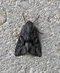 Fishia yosemitae