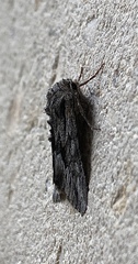 Fishia yosemitae