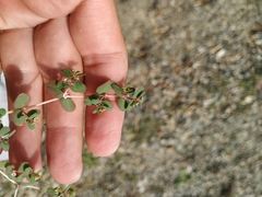 Euphorbia chamaesyce