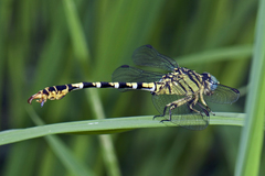 Paragomphus lineatus