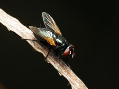 Gnadochaeta