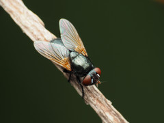 Gnadochaeta