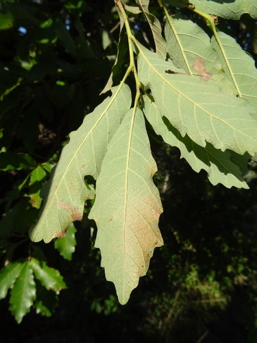 Quercus deserticola