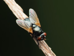 Gnadochaeta