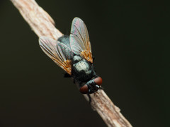 Gnadochaeta