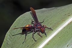 Polistes sagittarius