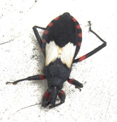 Microtomus cinctipes