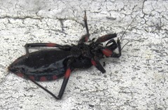 Microtomus cinctipes