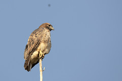 Buteo jamaicensis