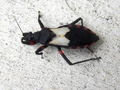 Microtomus cinctipes