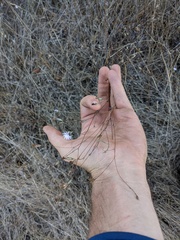 Lessingia arachnoidea