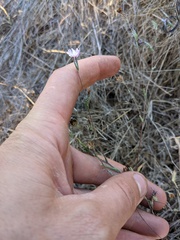 Lessingia arachnoidea