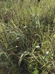 Panicum amarum