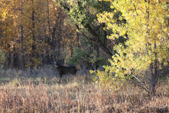 Odocoileus virginianus