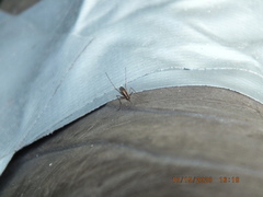 Image of Aedes (ochlerotatus) atlanticus