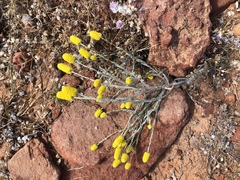 Angianthus tomentosus