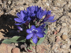 Codonorhiza elandsmontana