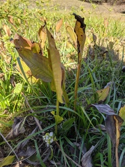 Sagittaria sanfordii