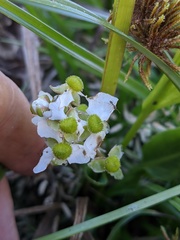 Sagittaria sanfordii