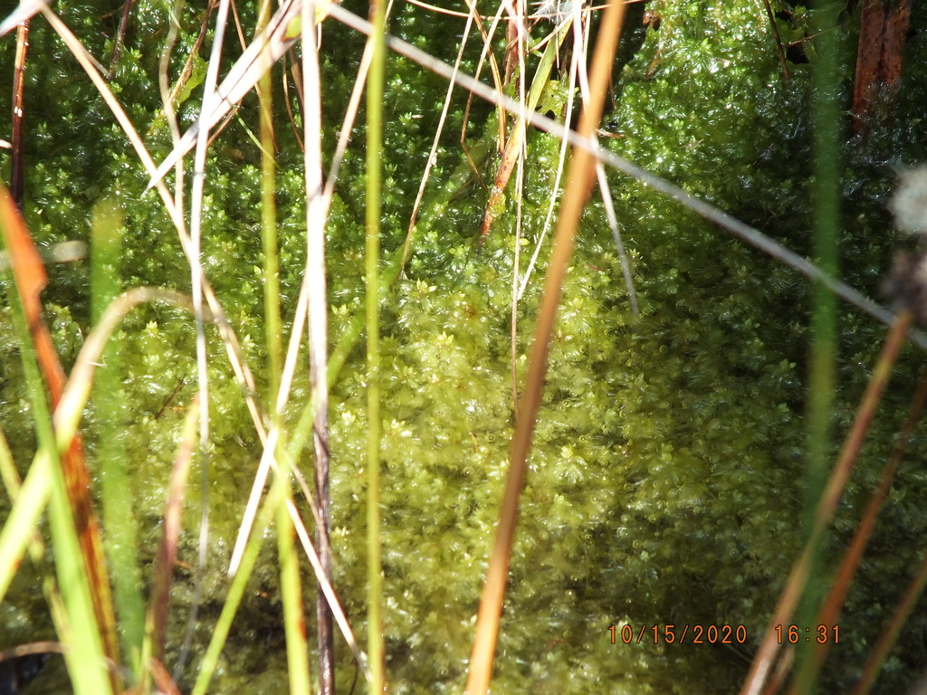 Sphagnum fitzgeraldii