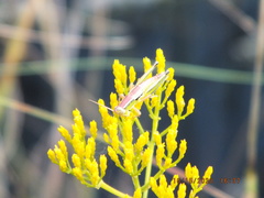 Aptenopedes rufovittata