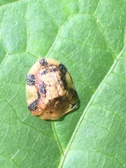 Laccoptera nepalensis