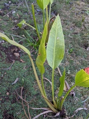 Sagittaria sanfordii