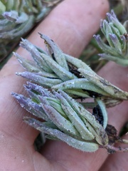 Chloropyron maritimum