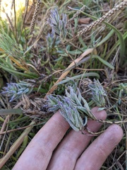 Chloropyron maritimum