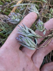 Chloropyron maritimum