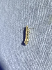 Ornativalva erubescens
