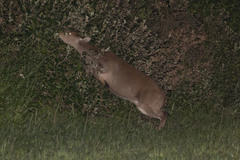 Axis porcinus