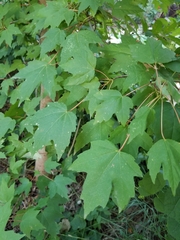 Acer rubrum drummondii