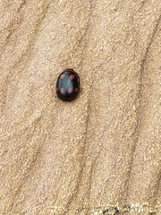 Paropsisterna octosignata