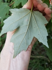 Acer rubrum drummondii